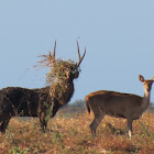 Javan Rusa Deer