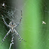 banded garden spider