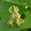 Small balsam (touch-me-not)