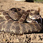 Southern pacific rattlesnake