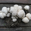 spiny puffball (Lycoperdon curtisii)