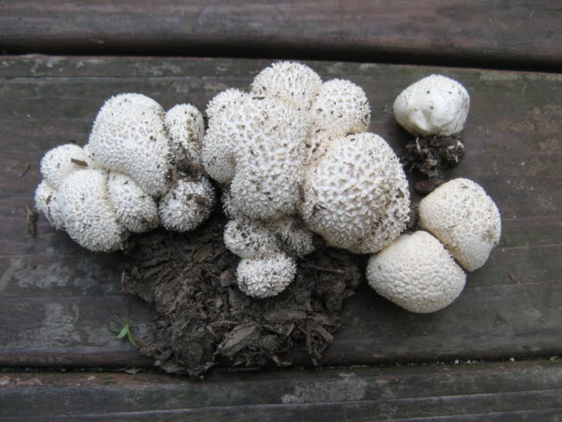 spiny puffball (Lycoperdon curtisii)