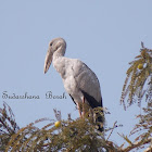 Asian openbill stork