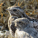 Common Nighthawk