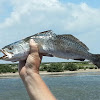 Speckled trout