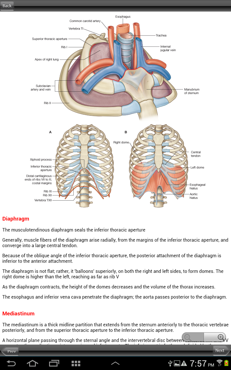 Grays Back and Thorax Screen 3