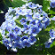 Chatham Islands Forget-me-not