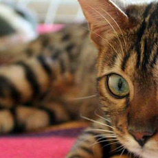 √ マンチカン 壁紙 スマホ 119660-スマホ マンチカン 子猫 壁紙