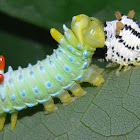 Promethea larva