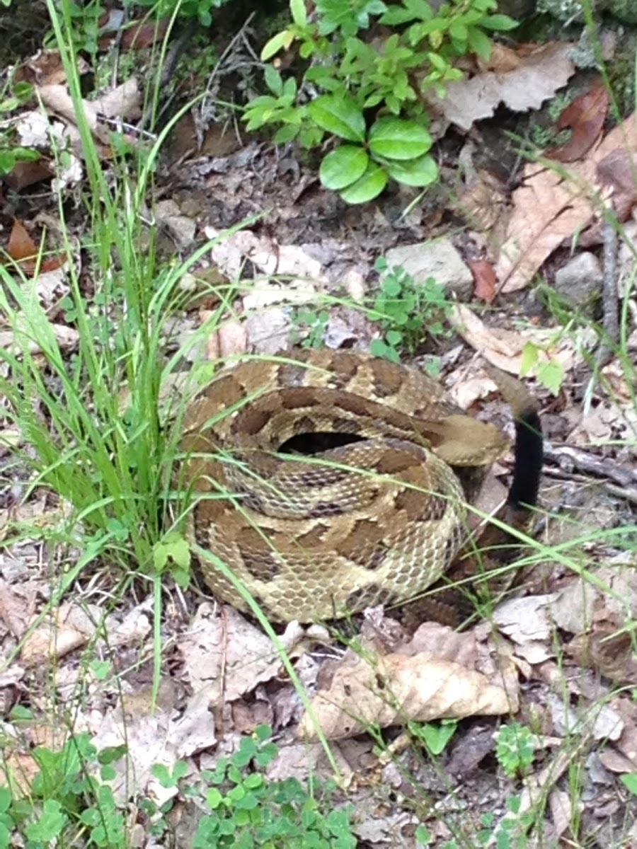 Timber Rattle Snake