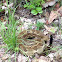 Timber Rattle Snake