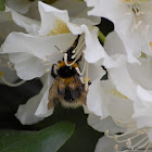 Garden Bumblebee