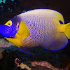 Blue face Angelfish/Yellow face Angelfish
