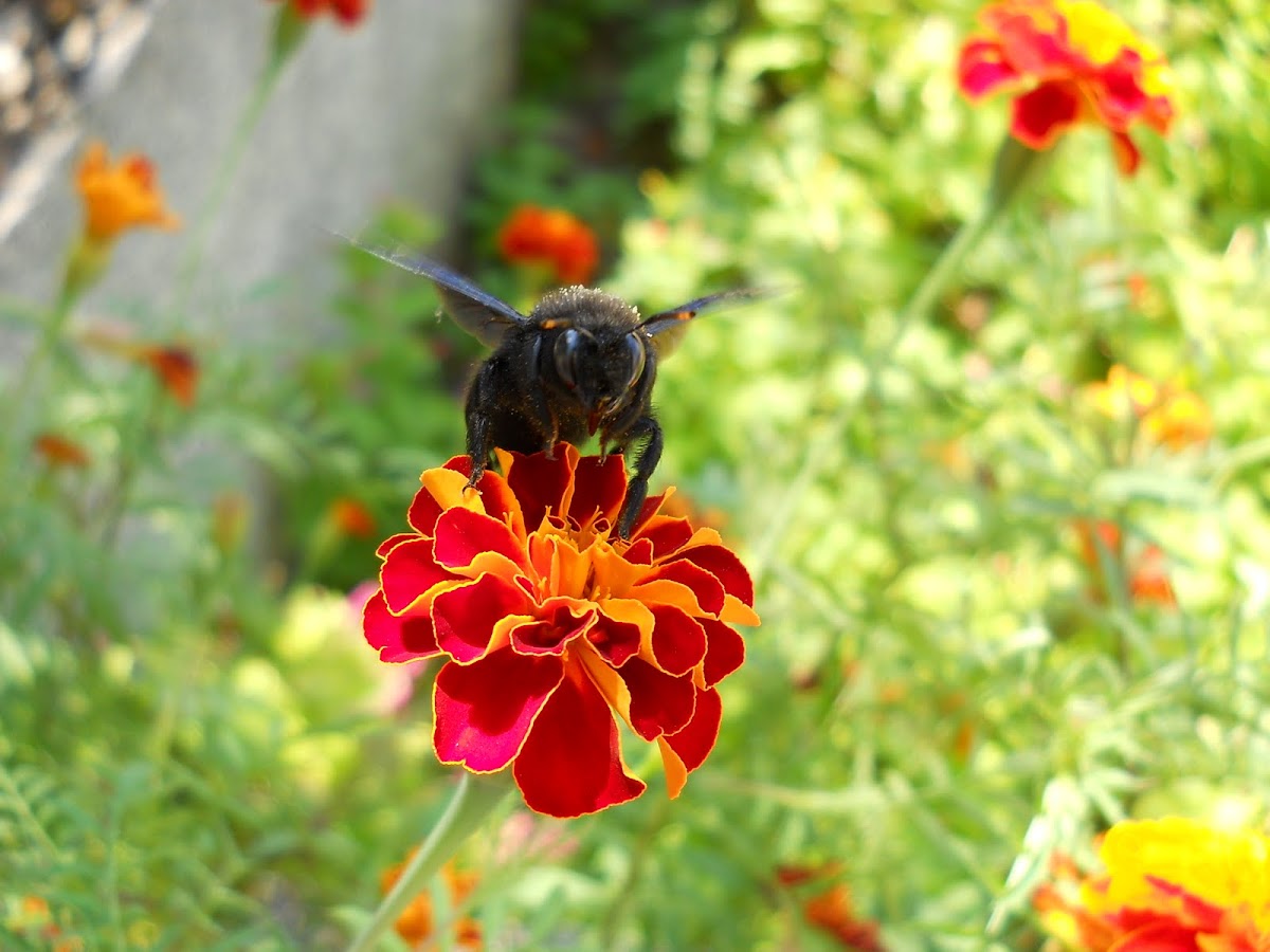 Carpenter bee 