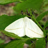 White Slant-line Moth