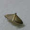 Crambid moth