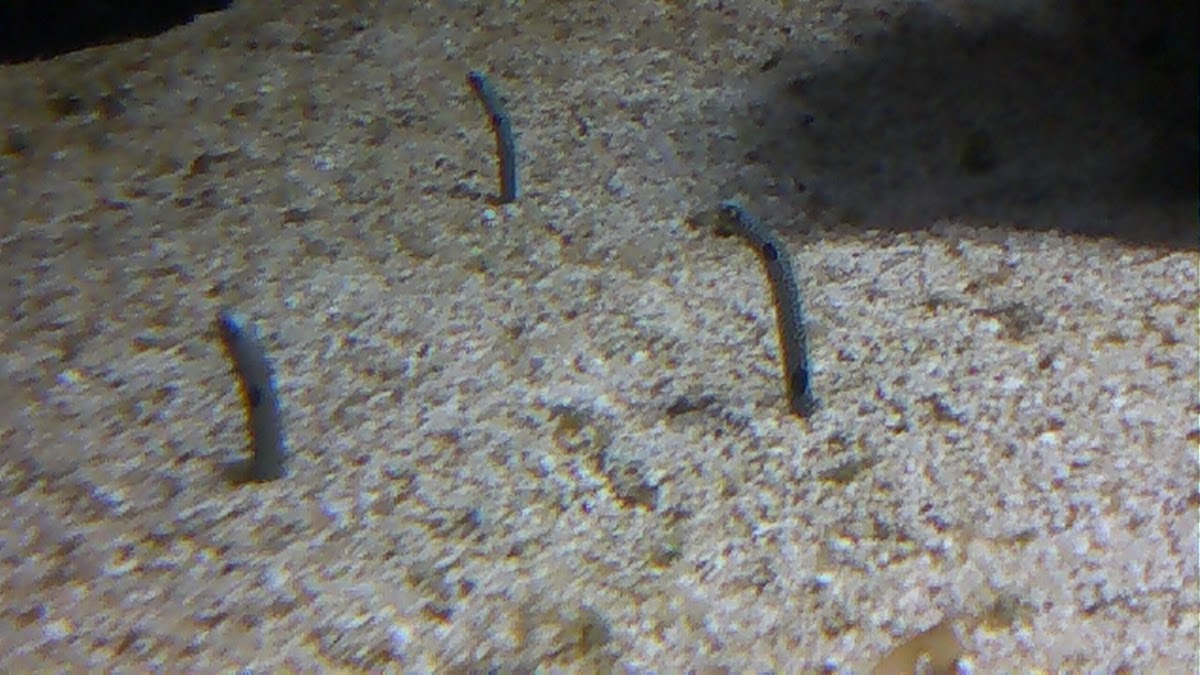 gardon eels