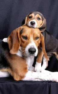 How to install Beagle Puzzle Game 1.0 apk for bluestacks