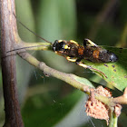 Ichneumon wasp