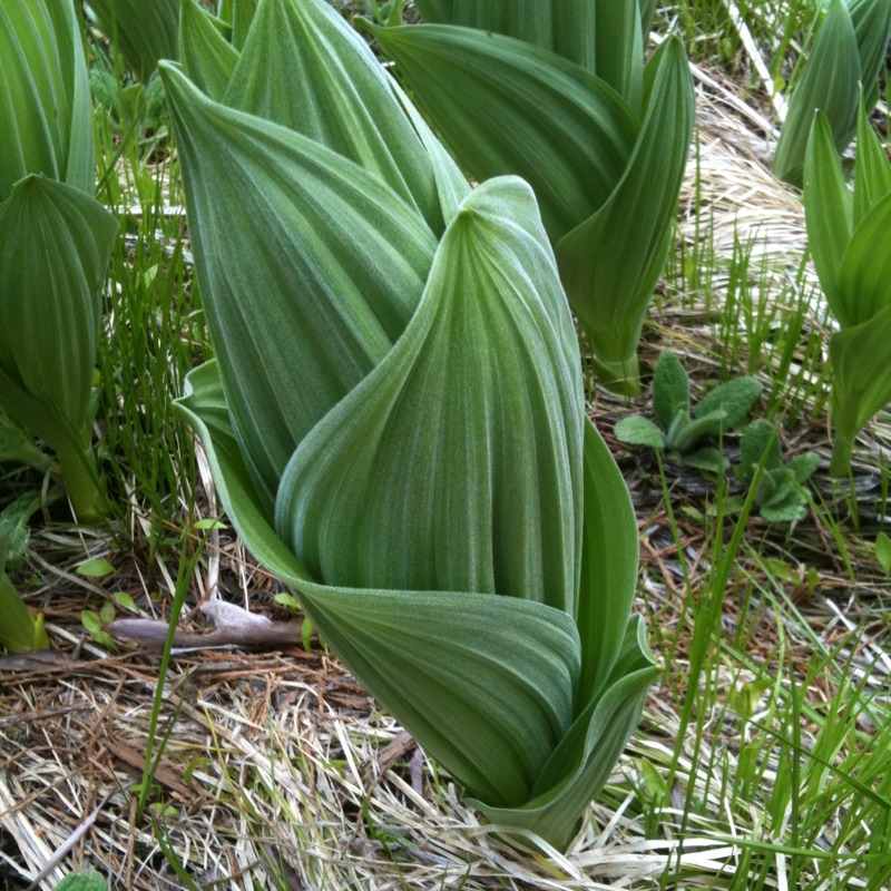 California false hellebore (corn lily)