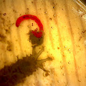 Cranefly Larva and Blood Midge Larva