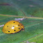16-spot Lady Beetle
