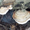 Artist's fungus