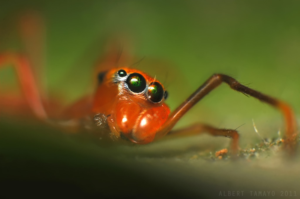 Ant-mimic Jumping Spider