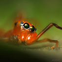 Ant-mimic Jumping Spider
