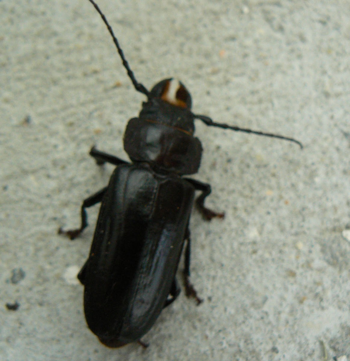 Common Black Beetle