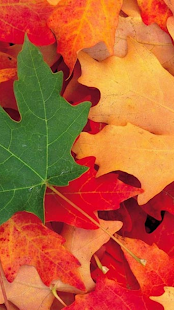 How to install Autumn Wallpapers for Chat patch 1.0.22 apk for laptop
