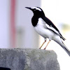 The White-browed Wagtail