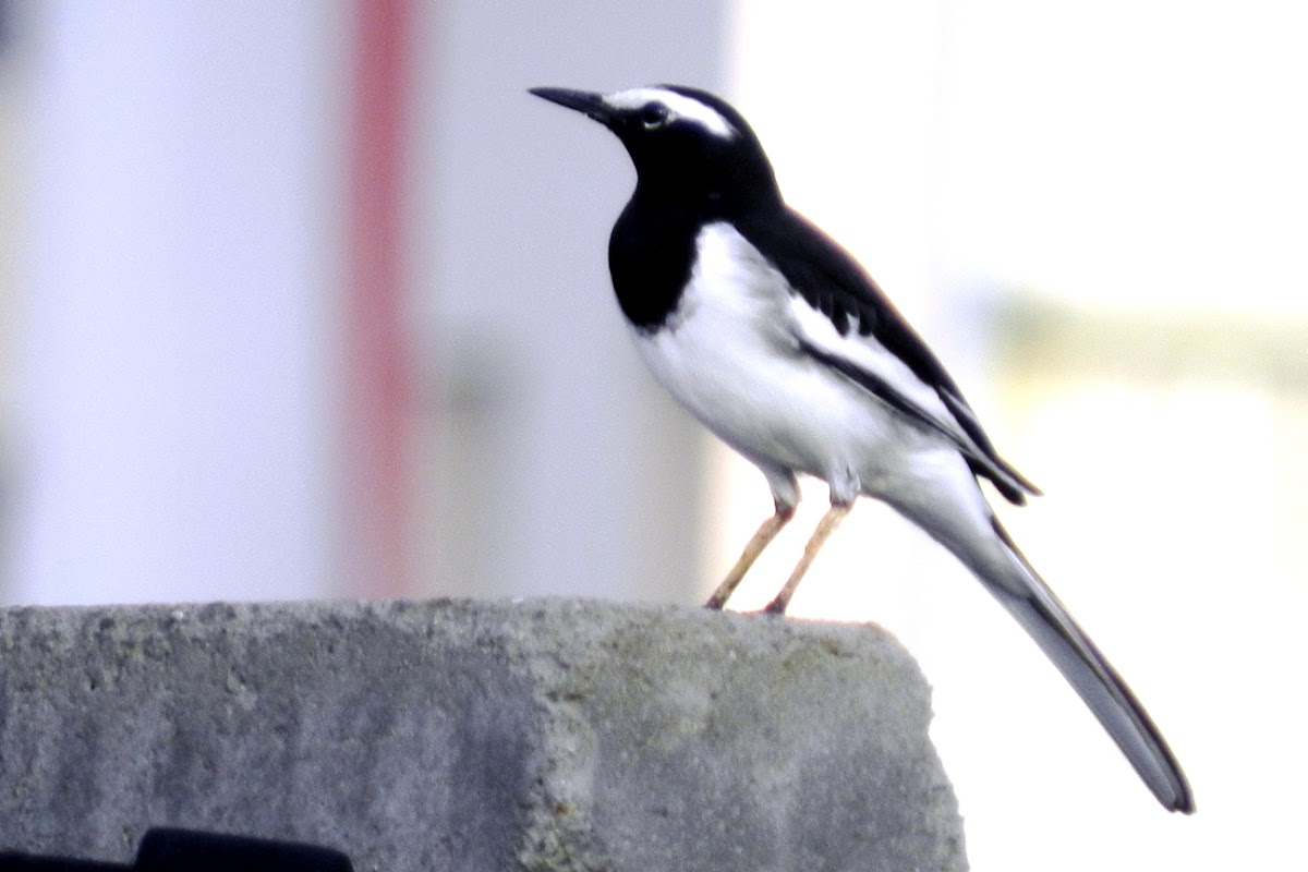 The White-browed Wagtail