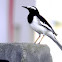 The White-browed Wagtail