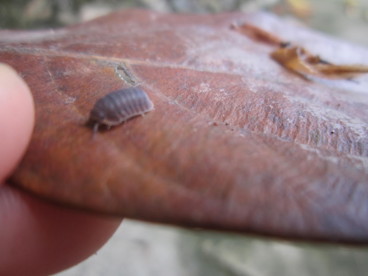 Pill woodlice