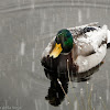 Mallard - Anade real