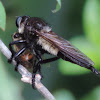 Robber Fly with bee
