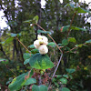 Snowberry, Waxberry, Ghostberry