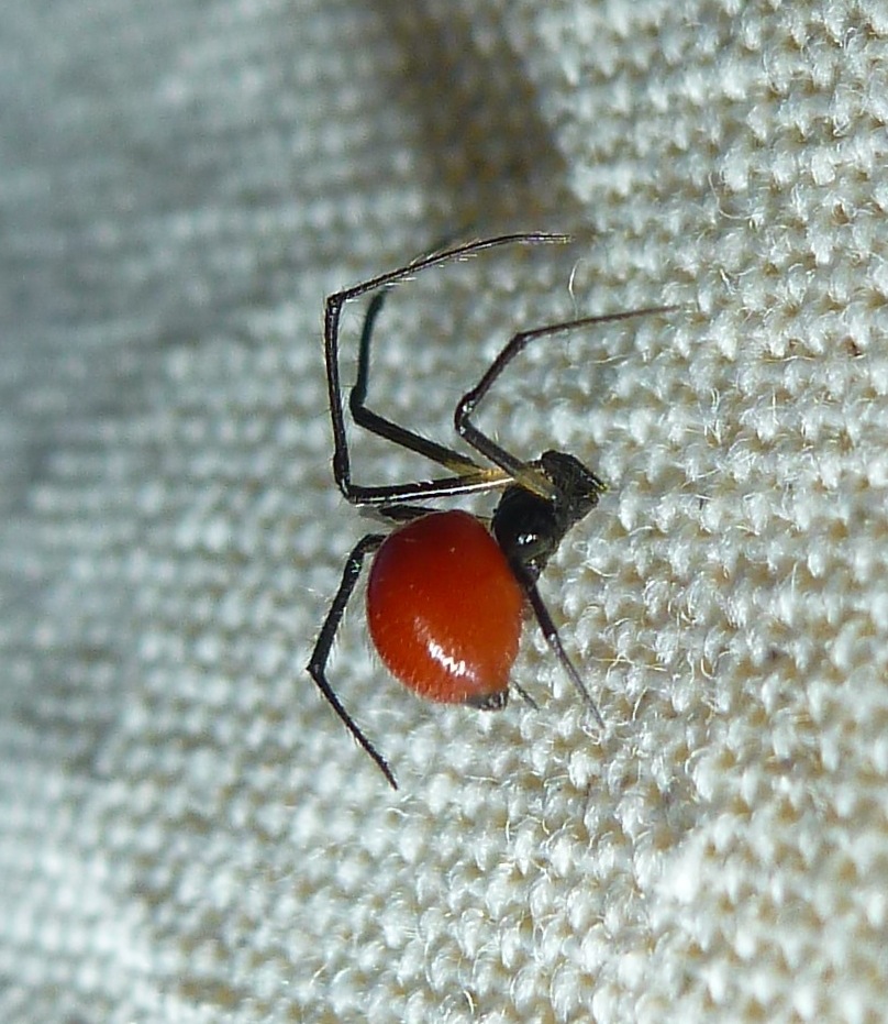 Theridiid Spider