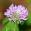 Red Clover