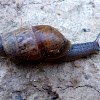 Decollate snail. Caracola