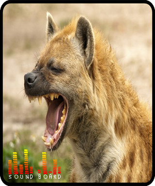 Hyena Soundboards