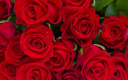 Download Rose Live Wallpaper APK for Android