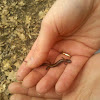 Red-Backed Salamander