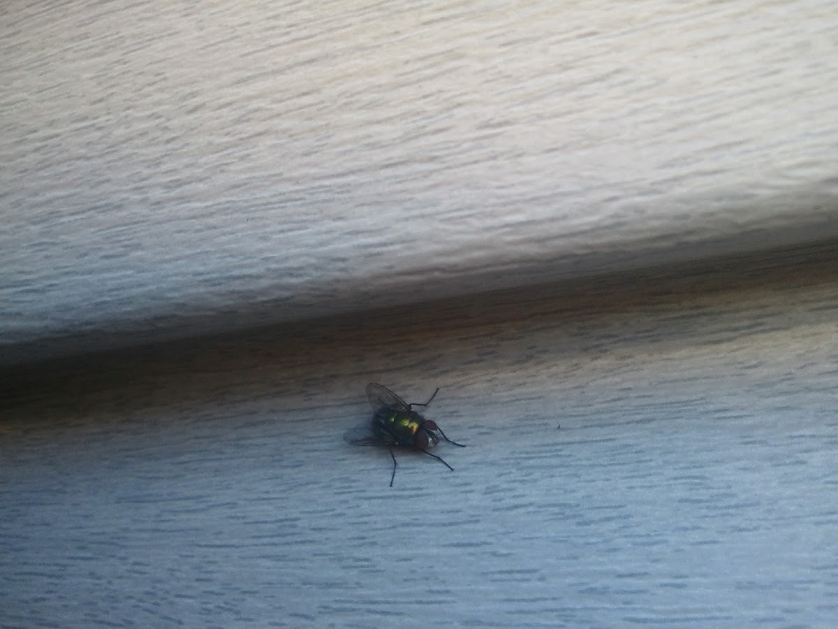 Green Bottle fly