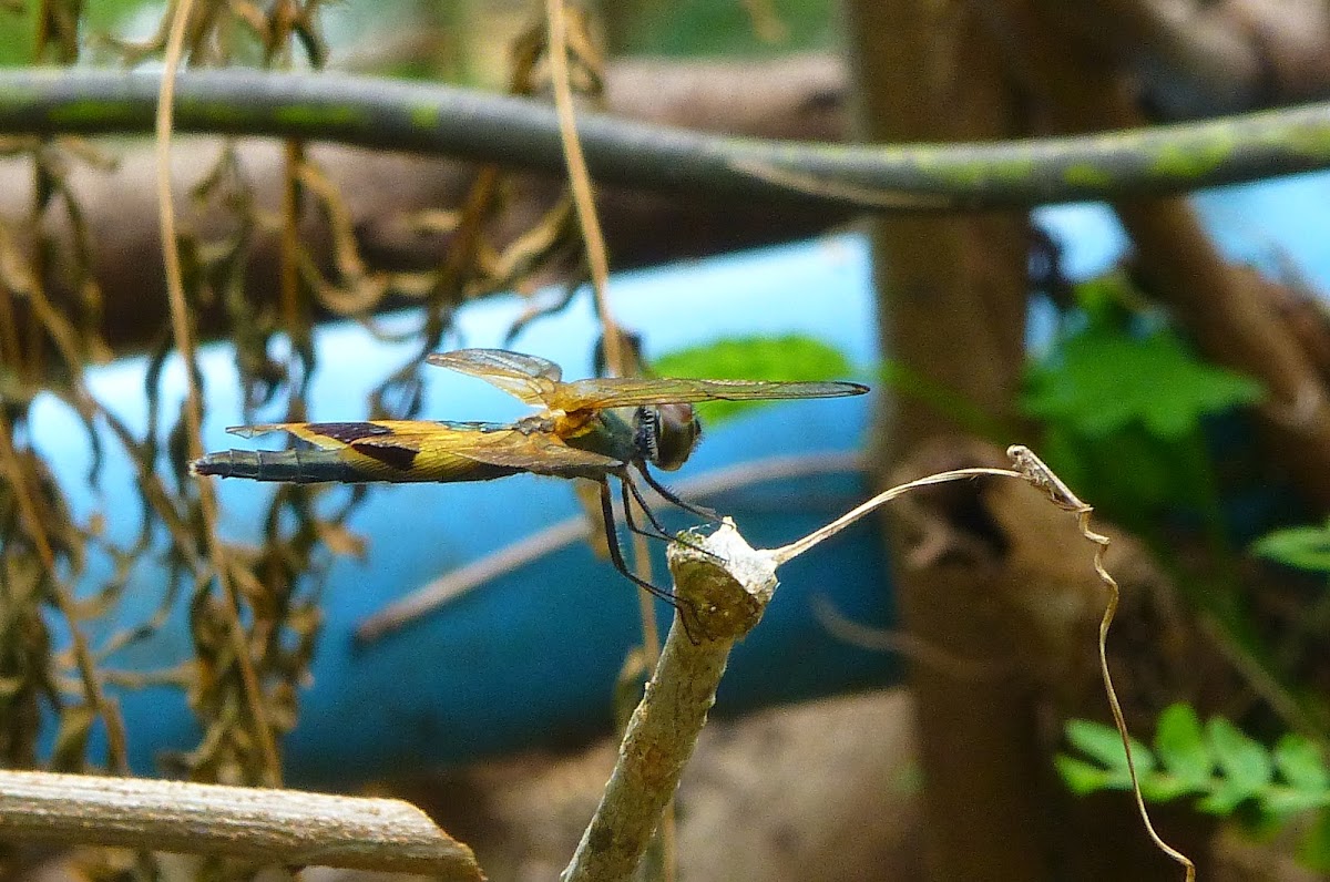 Common Plain Skimmer, Batik Glider, Yellow-barred Flutterer