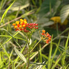 Mexican Butterfly Weed