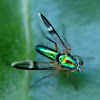 Chrysosoma Long-legged Fly
