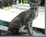 Young Bobcat on backyard fence