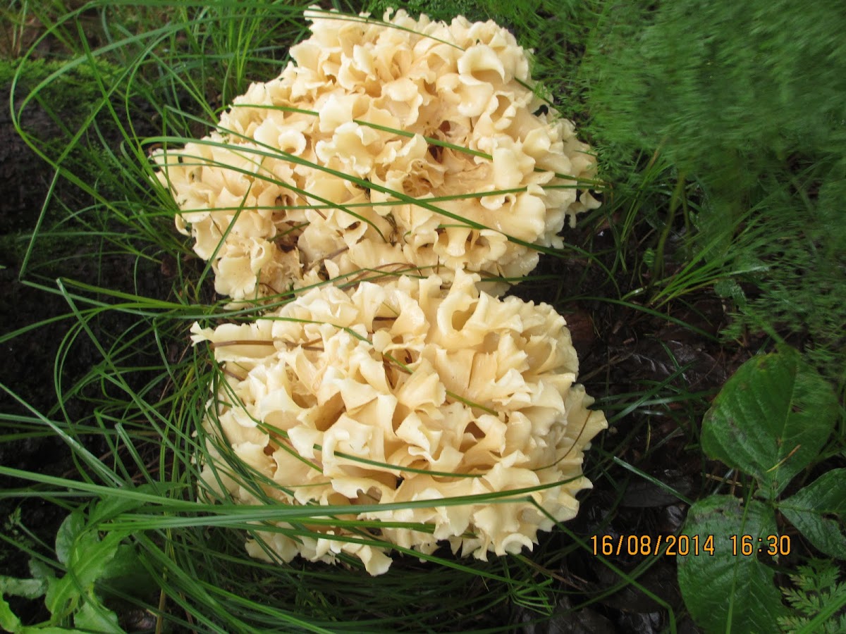 Cauliflower Mushroom(Sparassis)